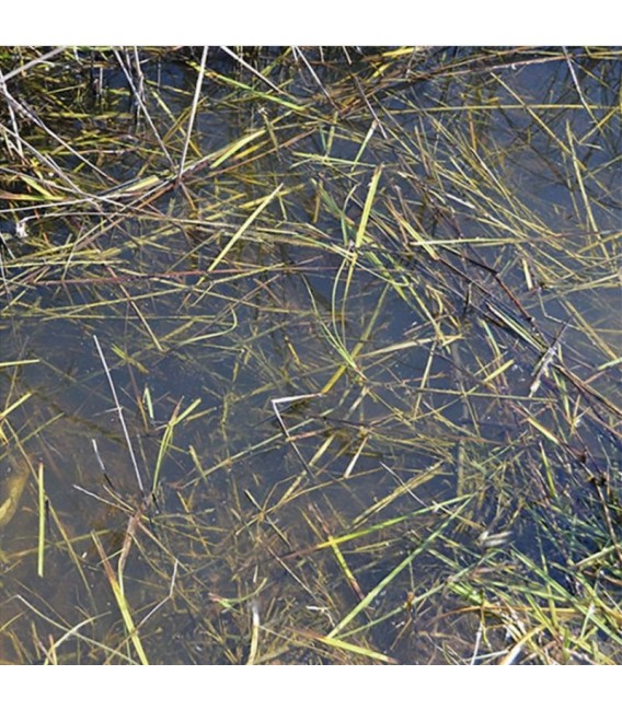 AK8008 Still Water 250 ml.