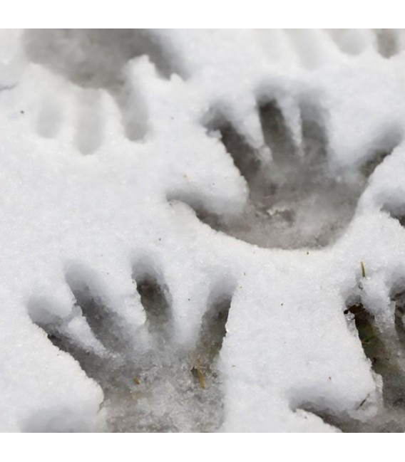 AK8037 Ice Sparkles 100 ml.