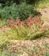 Plant Hues - Plantas Germinadas - FS629 Woodland Scenics.
