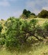 Briar Patch Medium Green - Arbusto Verde Medio - FS638 Woodland Scenics.