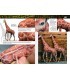 AK519 AK Learning 14: Pintura de Figuras de Animales - Castellano