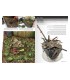 AK8001 Dioramas F.A.Q. - English